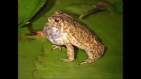 遇見滿園青蛙.mp4