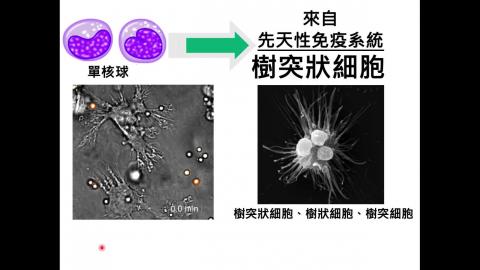 2  免疫活化 Part 2.mov