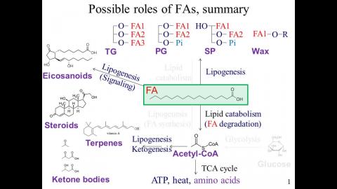 生化: Ch 24 - 中文版