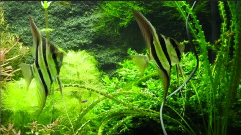 20200520 Aquarium setup.mp4