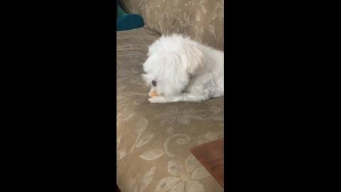 trim.ED5F17E4-D198-4568-98B6-0914CBEA6134.MOV