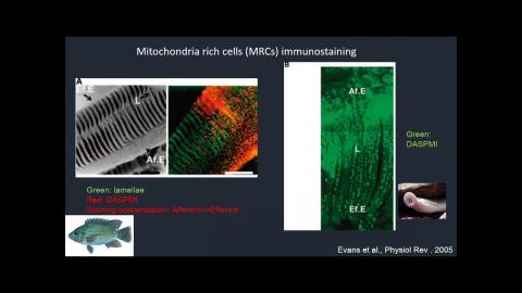 20200917_水生生物組織及生理學02.mp4