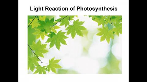 20201102_植物生理與微生物體學 PLANT PHYSIOLOGY AND MICROBIOME