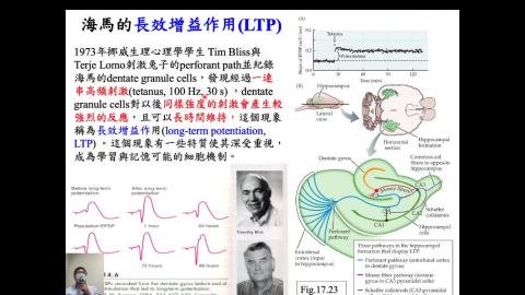 生理心理學 Ch17 Learning and Memory (6) (2020-12-29,第1節)