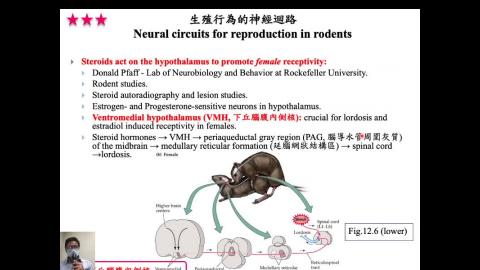生理心理學 Ch13 Homeostasis (2020-12-29,第3節)