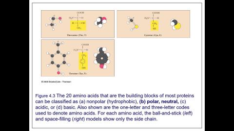Amino acid and protein-1.mp4