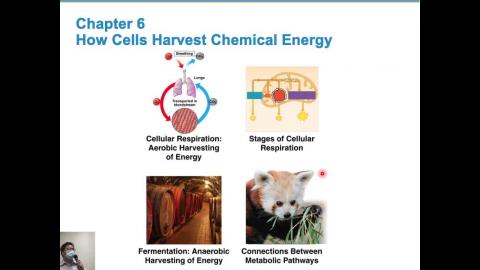 普通生物學 Ch 6 (2021-03-11,第3節)