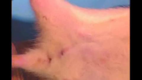 animal_02_4老鼠注射(四種)法.wmv