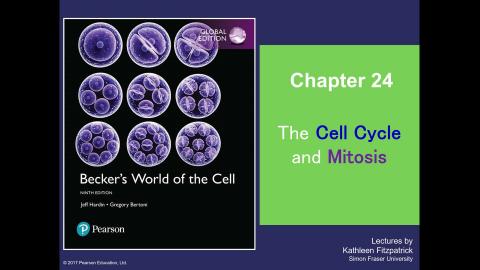 Ch24 cell cycle-20210519.mp4