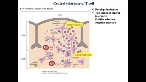 T-cell_2.mov