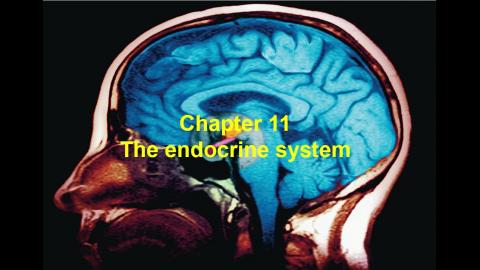 2021 05 20-The Endocrine System-1.mp4