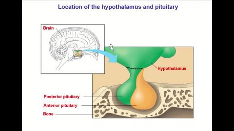 2021 05 20-The Endocrine System-2.mp4