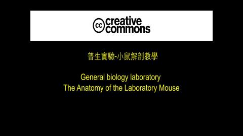 普生實驗下-小鼠解剖.mp4