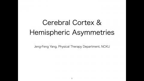 Cerebral cortex and hemispheric asymmetry