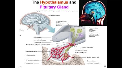 Endocrine  Shian-Jang Yan 20210525 class3.mp4