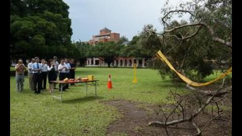 【影音】搶救大榕樹 成大13日舉行榕樹救治動土儀式