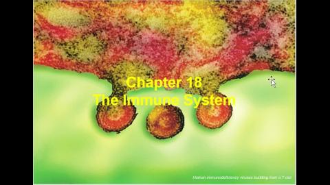 2021 05 27-Chapter 18 The immune system.mp4