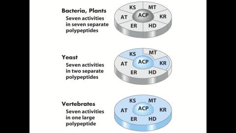 0526化學系生化二上課.mp4
