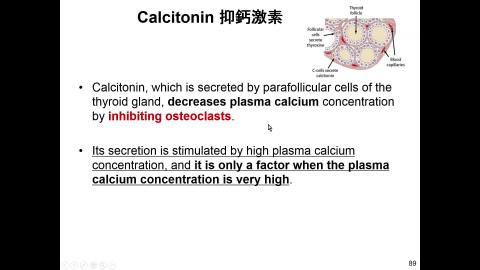 Endocrine  Shian-Jang Yan 20210526 class5_6-2.mp4