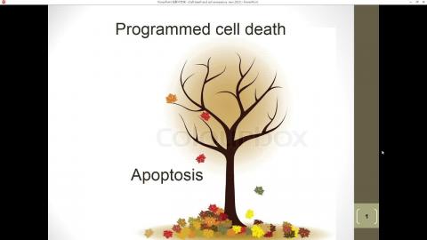 2021-06-01 16-17-26.mp4