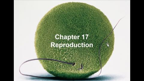 Reproduction-Part 1.mp4