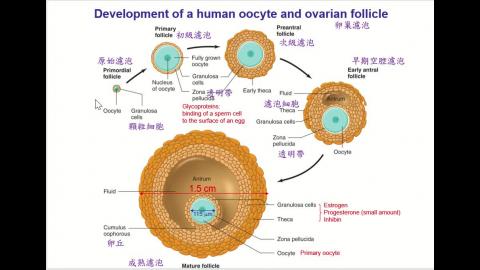 2021 06 17-Reproduction-Part 2.mp4