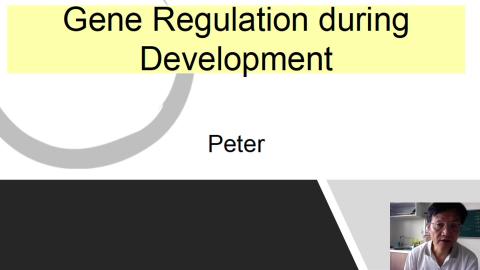 Developmental gene regulation.mov