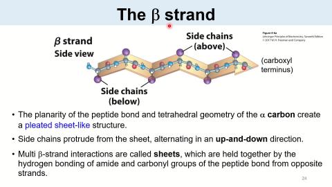 Protein Structure (2): Secondary Structures, Motifs and Domains (下集)