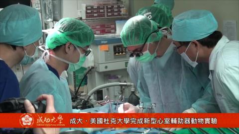 【影音】成大、美國杜克大學完成牛隻兩件式心室輔助器微創手術