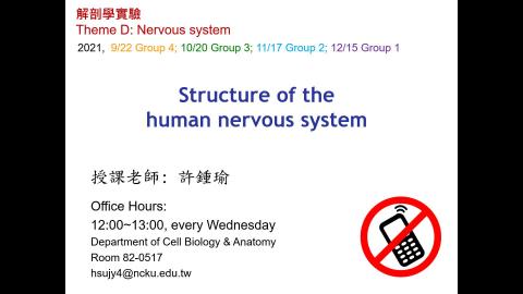 Nervous System-Human brain structure 2021