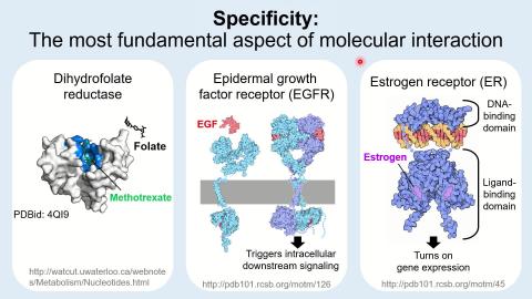 Protein Structure (3): Protein Function (下集)