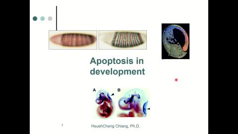 apoptosis.mp4