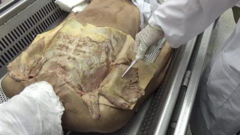 930 第二組 Pectoral After.MP4