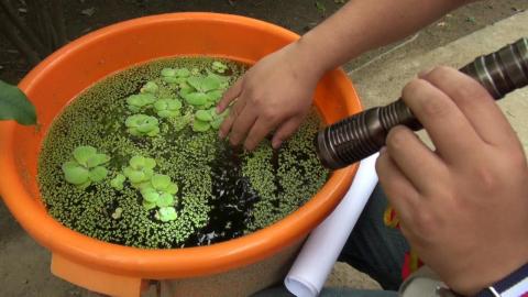 登革疫情現  成大啟防疫