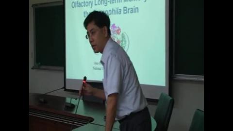 Systems consolidation of olfactory long-term memory in the Drosophila brain