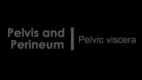 1116 第一組 Pelvic viscera After.MP4