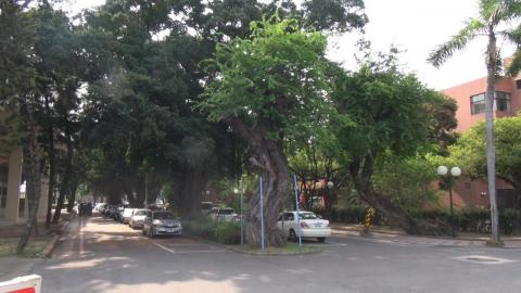 成大護樹  校園樹木總體檢以維生態永續