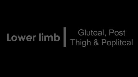 1126 第六組 Gluteal, Post Thigh & Popliteal After.MP4