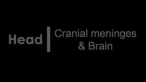 1223 第一組 Brain vessel & cranial nerves After.MP4