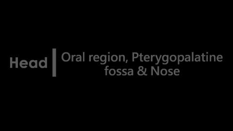 1230 第四組 Oral region, Pterygopalatine fossa & Nose After #1.MTS