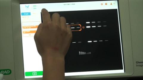 BioRad冷光影像分析系統 實作3