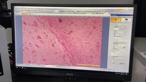 細胞影像分析操作（89915 OLYMPUS）螢光顯微鏡實作3