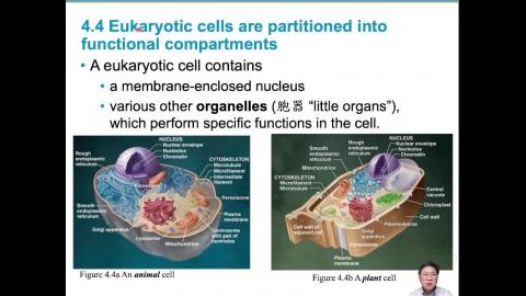 普通生物學_week03_Ch4(後半部)