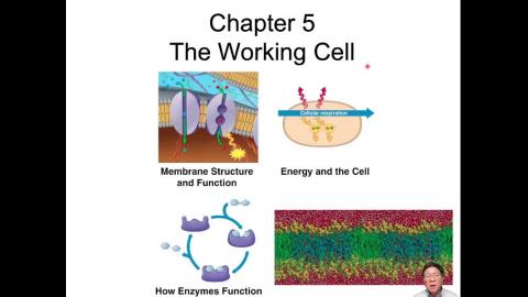 普通生物學_week03_Ch5