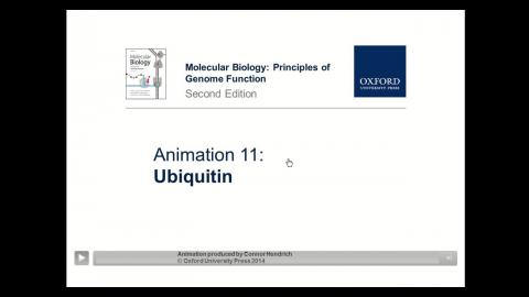 蛋白質降解的機制 2.mp4