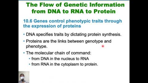 普通生物學_week07_Ch10 (2/3)