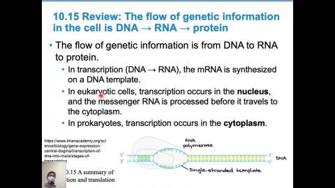 普通生物學_week07_Ch10 (3/3)