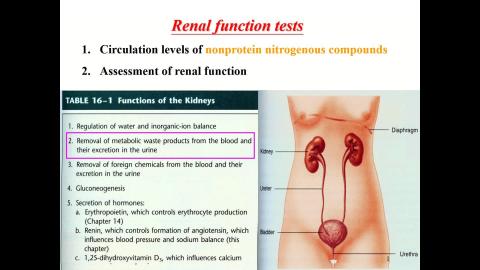 1110411Renal function tests.mp4
