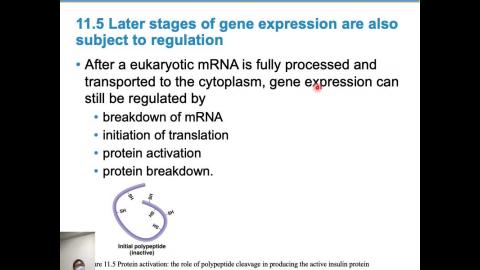 普通生物學_week08_Ch11 (2/3)
