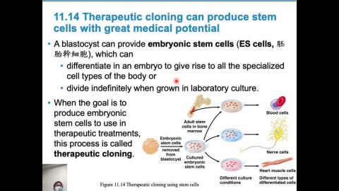 普通生物學_week08_Ch11 (3/3)